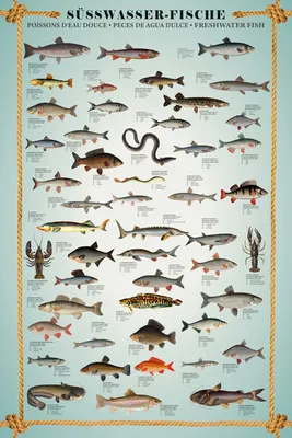 Produktbild von Educational - Bildung - Süsswasserfische - Lernposter Druck - Grösse 61x91,5