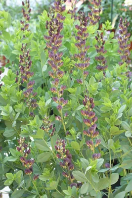 Produktbild von Baptisia x variicolor 'Twilite Prairieblues', violett, ca. 11x11 cm Topf
