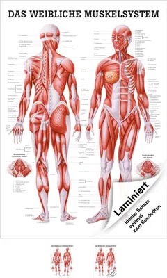 Produktbild von Weibliches Muskelsystem Poster Anatomie 70x50 cm medizinische Lehrmittel