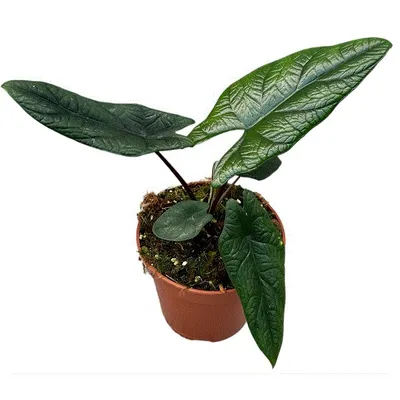 Obrázok produktu pre Gardners Alocasia Scalprum, priemer 14 cm
