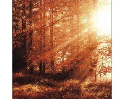Produktbild von Glasbild Autumn Forest I 50x50 cm