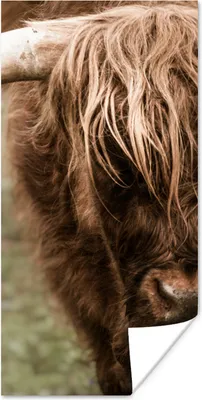 Produktbild von MuchoWow® Poster Schottischer Highlander - Nahaufnahme - Hoorn 60x120 cm - Wandschmuck