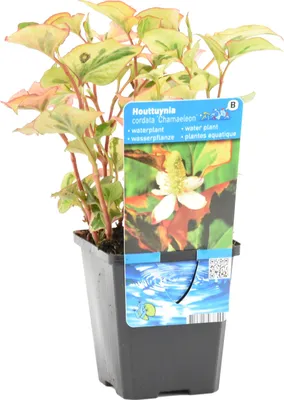 Produktbild von Bloomique - Houttuynia Cordata Chameleon - Buntblatt - Wasserdost - Teichpflanzen - Wasserpflanzen - Winterhart - 10-20 cm Hoch - Topf 9 cm