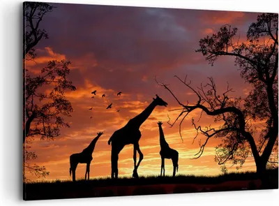 Produktbild von Bild auf Leinwand - Leinwandbild - Giraffe Afrika Sonne Safari - 100x70cm - Wand Bild - Wanddeko - Leinwanddruck - Bilder - Kunstdruck - Wanddekoration - Leinwand bilder - Wandkunst - AA100x70-0507