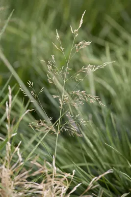Produktbild von Deschampsia cespitosa 'Goldtau', Schmiele, goldgelb, ca. 9x9 cm Topf