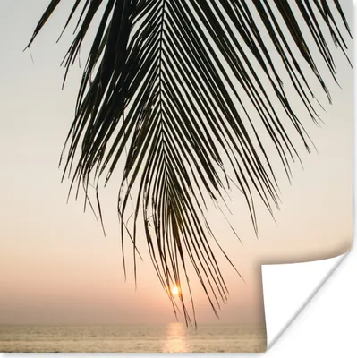Produktbild von MuchoWow® Poster Sonne - Palme - Blatt 100x100 cm - Babyzimmer