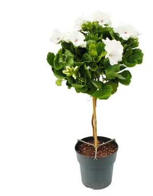Zdjęcie produktu dla Pelargonium grandiflorum „Don Palido” – pelargonia wielkokwiatowa – doniczka 19 cm – ok. 60 cm – biała
