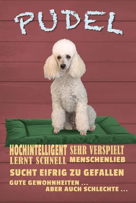 Produktbild von vianmo Holzschild 30x20 cm Pudel hochintelligent lieb Hund Tier Haustier