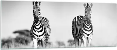 Produktbild von Bilder auf glas - Einteilig - Zebras Fotografie Schwarzweiß - 140x50cm - Glasbilder - Wandbilder - Bilder - Wanddekoration aus Glas - Glas Bilder - Wandbild auf Glas - GAB140x50-4476