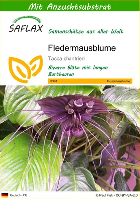 Produktbild von SAFLAX - Fledermausblume - Tacca chantrieri - 10 Samen - Mit keimfreiem Anzuchtsubstrat