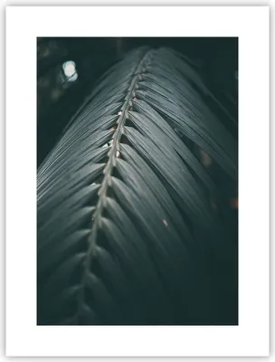 Produktbild von Poster - Poster ohne Rahmen - Blatt Palme exotisch - 30x40 cm - Wand Bild - Wanddeko - Wandbilder - Kunstposter - Wandposter - Bilder - Kunstdruck - Wanddekoration - Wandbild - P2XPA30x40-4907