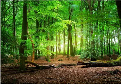 Produktbild von Vlies Fototapete Wald 3D Effekt Natur Bäume (312x219 cm - inkl. Kleister) Wohnzimmer Schlafzimmer Vliestapete Wandtapete Modern Tapete Montagefertig