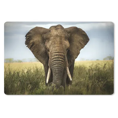 Produktbild von MuchoWow® Schreibtischunterlage Elefant - Tiere - Gras 60x40 cm - XXL Mauspad - Großes Mauspad
