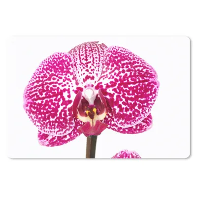 Produktbild von MuchoWow® Schreibtischunterlage Orchidee rosa 60x40 cm - XXL Mauspad - Großes Mauspad