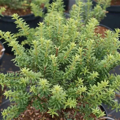 Produktbild von Podocarpus nivalis Krahlingen - Steineibe Krahlingen - immergrün 25-30