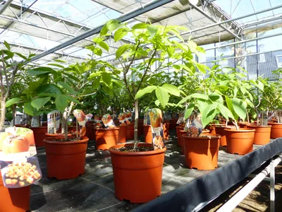 Produktbild von Kaki Baum Bonsai 50 - 60 cm Sorte "Rojo Brilliante" Kakipflaume Pflanze