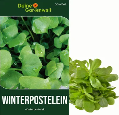 A collage showing a packet of winterpostelein seeds and a bunch of the harvested plant.