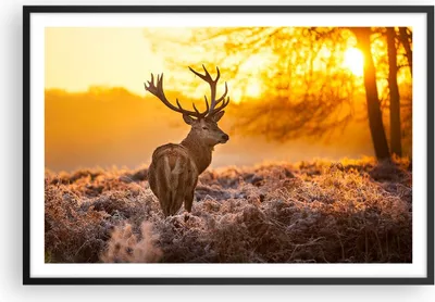 Produktbild von Gerahmtes Poster - Schwarzer Rahmen - Herbst landschaft natur blatt - 91,5x61 cm - Wand Bild - Wanddeko - Wandbilder - Wandposter - Bilderrahmen - Bilder - Kunstdruck - Wandbild - P2BAA91x61-2552