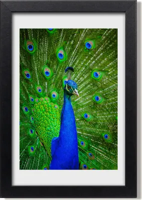 Produktbild von Bild 20x30 MDF-Rahmen, Wandkunst Pfau