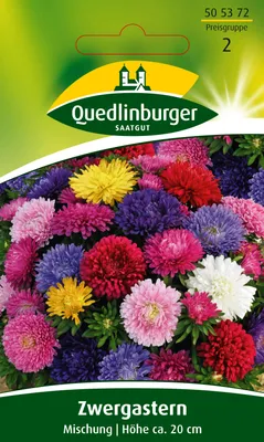 Produktbild von Aster Zwerg Mischung Quedlinburger Blumensamen