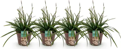 Produktbild von GreenboutiQ - Ziergräser - Carex morrowii Irish Green - Grün & Gelb - 4 Pflanzen - Immergrün - Pflegeleicht - Topf 17cm Höhe 50cm