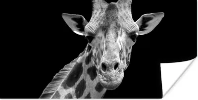 Produktbild von MuchoWow® Poster Giraffe - Wildtiere - Schwarz-Weiß - Porträt 160x80 cm - Foto Poster