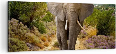 Produktbild von Bild auf Leinwand - Leinwandbild - Tiere Afrika Elefanten Spaziergang - 100x40cm - Wand Bild - Wanddeko - Leinwanddruck - Bilder - Kunstdruck - Leinwand bilder - Wandkunst - AB100x40-2708