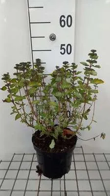 Immagine prodotto di Caryopteris cland. 'Good As Gold'® - Bartblume 30- 40 cm in contenitore