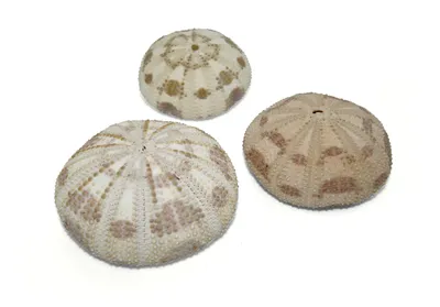 Produktbild von Seeigelgehäuse Camo 3er Set