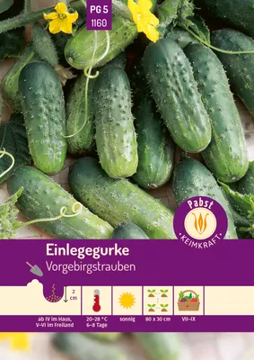 Produktbild von Pabst Keimkraft - Einlegegurke kurz & oval Vorgebirgstrauben Samen - 171160