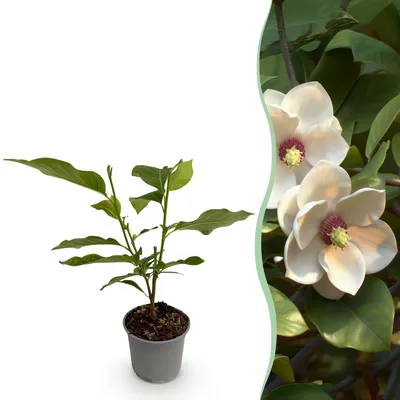 Image de Magnolia sieboldii aux fleurs blanches