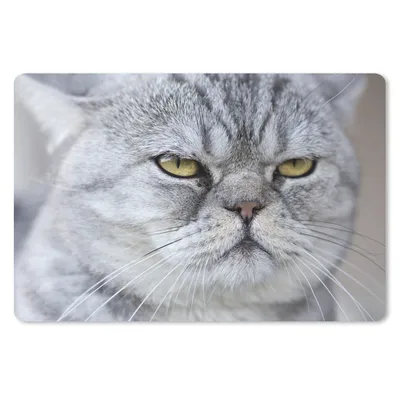 Produktbild von MuchoWow® Schreibtischunterlage Tier - Katze - Grau 60x40 cm - XXL Mauspad - Großes Mauspad