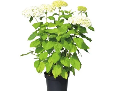 Produktbild von Ballhortensie 'Annabelle'e FloraSelf Hydrangea arborescens 'Annabelle' H 50-60 cm Co 5 L