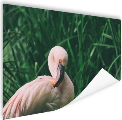 Produktbild von MuchoWow® Poster Ein Flamingo steht im Gras 90x60 cm - Schlafzimmer