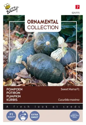 Produktbild von Buzzy Ornamental Kürbis Sweet Mama F1 Samen - Ca. 8  Samen | Buzzy_024775