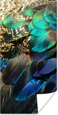 Produktbild von MuchoWow® Poster Federn - Pfauenfedern - Pfau - Blau - Kunst 20x40 cm - Plakat - Foto