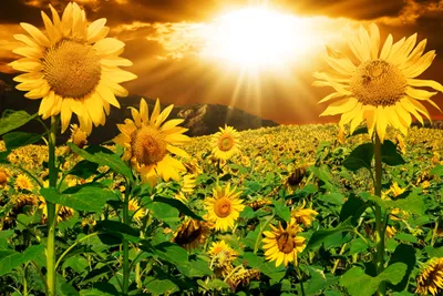 Produktbild von Papermoon VLIES Fototapete, Digitaldruck,  Sonnenblumen (884)