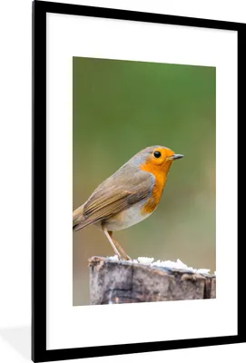 Produktbild von MuchoWow® Gerahmtes Poster Tiere - Vogel - Rotkehlchen 60x90 cm - Poster mit Schwarzem Bilderrahmen Wandposter Rahmen Foto Bilder - Dekoration - Wandposter Wohnzimmer - Hochwertig
