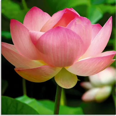 Produktbild von ARTland Glasbild Lotus - Seerose Größe: 50x50 cm