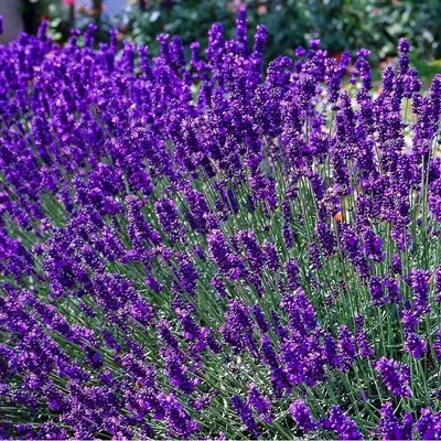 Obrázok produktu pre 6 x levanduľa  - Lavandula angustifolia 'Dwarf Blue'  | Kvetináč 9 cm x 9 cm