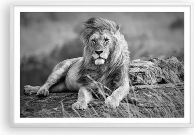 Produktbild von Gerahmtes Poster - Weißer Rahmen - Löwe Tier Natur - 91,5x61 cm - Wand Bild - Wanddeko - Wandbilder - Kunstposter - Wandposter - Bilderrahmen - Bilder - Kunstdruck - Wandbild - P2WAA91x61-3931