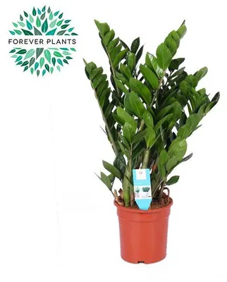 Immagine prodotto di Zamioculcas Zamiifolia - 85-95cm - Ø21cm - Pianta d'appartamento - Sempreverde