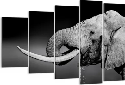 Produktbild von Bild auf Leinwand - Leinwandbild - Elefant Stoßzahn Natur - 150x100cm - Wand Bild - Wanddeko - Leinwanddruck - Bilder - Kunstdruck - Wanddekoration - Leinwand bilder - Wandkunst - EG150x100-3443