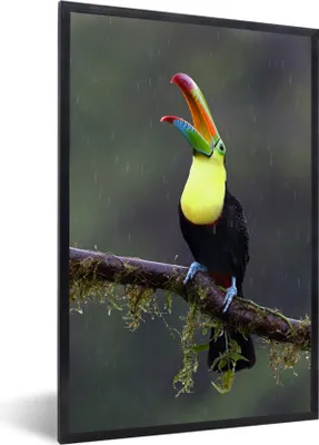 Produktbild von MuchoWow® MuchoWow® Gerahmtes Poster Tukan im Regen 20x30 cm - Poster mit zchwarzem Bilderrahmen - Drucken - Bilder Poster im Rahmen