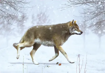 Produktbild von 3 D Ansichtskarte Wolf, Postkarte Wackelkarte Hologrammkarte Tiere Tier Wölfe