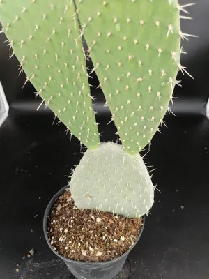 Image de Opuntia chiangiana 'Xoconostle'