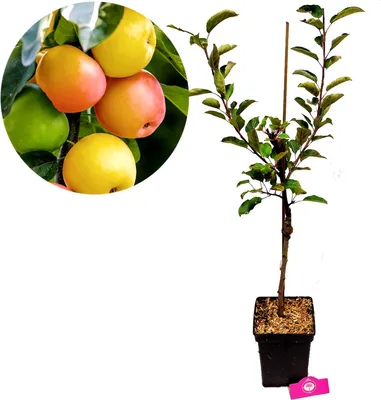 Produktbild von Malus domestica 'Sweet Summer'® spezieller Apfelbaum - Höhe +100cm - 5 Liter Topf