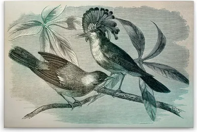 Produktbild von Leinwandbild Vögel 60 x 90 cm - Wandbild Grün Blau Landhausstil - Keilrahmen Natur Wohnzimmerdeko Wanddeko Wandgemälde