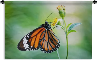 Produktbild von MuchoWow® Wandteppich Wandbehang Schmetterling - Blumen - Insekten 120x80 cm Tapisserie Dekoration Wandtuch - Wanddekorationen - Wandtücher