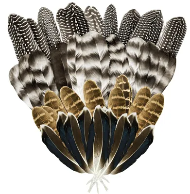 40 natürliche Truthahnfedern, 4 Stile, 13–17 cm, DIY-Bastelfedern
